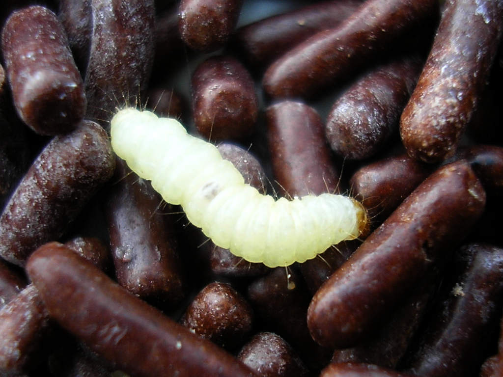 Indian meal moth larva, a cream caterpillar