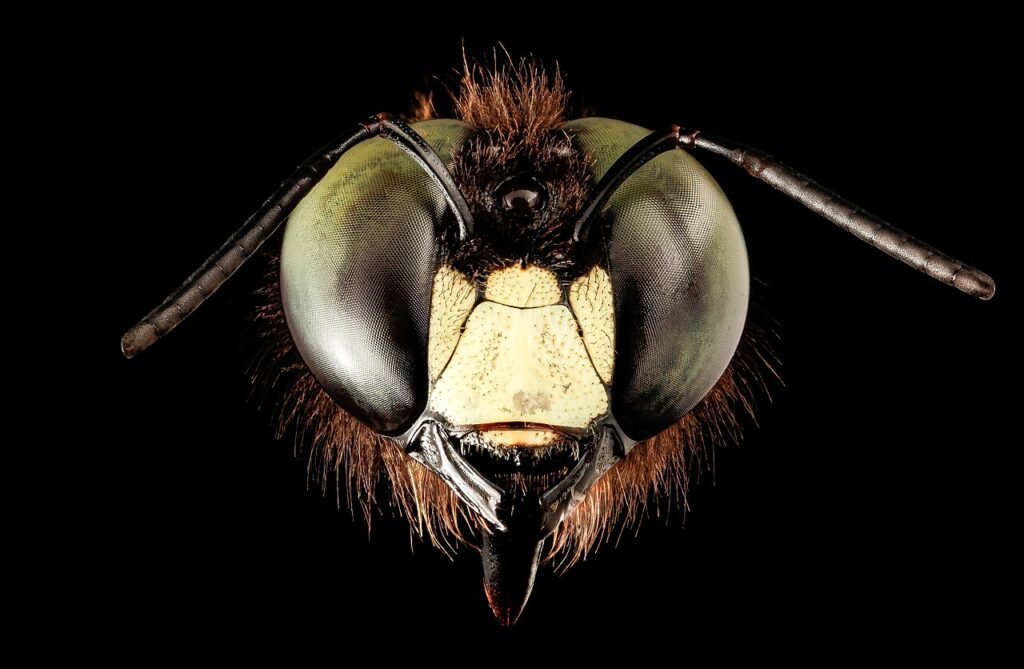 Face of a male carpenter bee with a pale patch