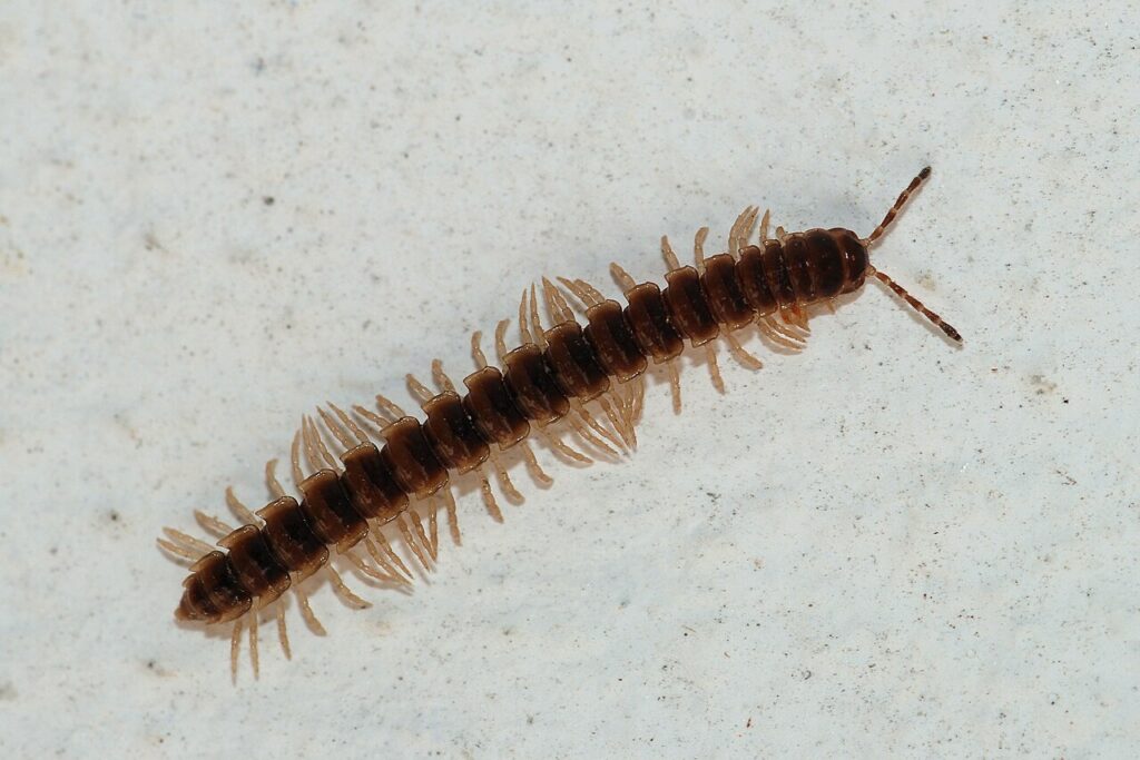Millipede showing many body segments and legs