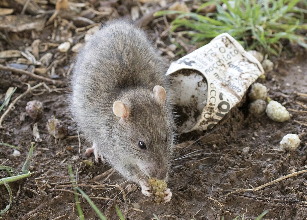 Norway rat with a blunt nose and small ears