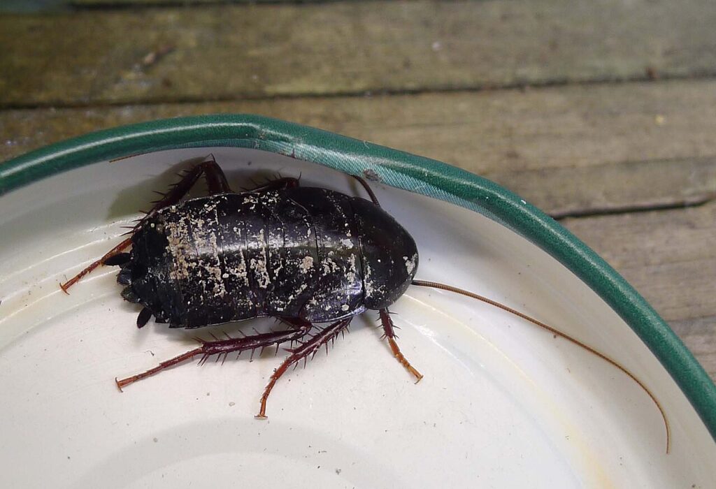 Oriental cockroach, shiny black with short wings