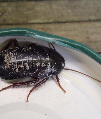 Types of Cockroaches: Pictures & How to Identify Each One Oriental cockroach, shiny black with short wings