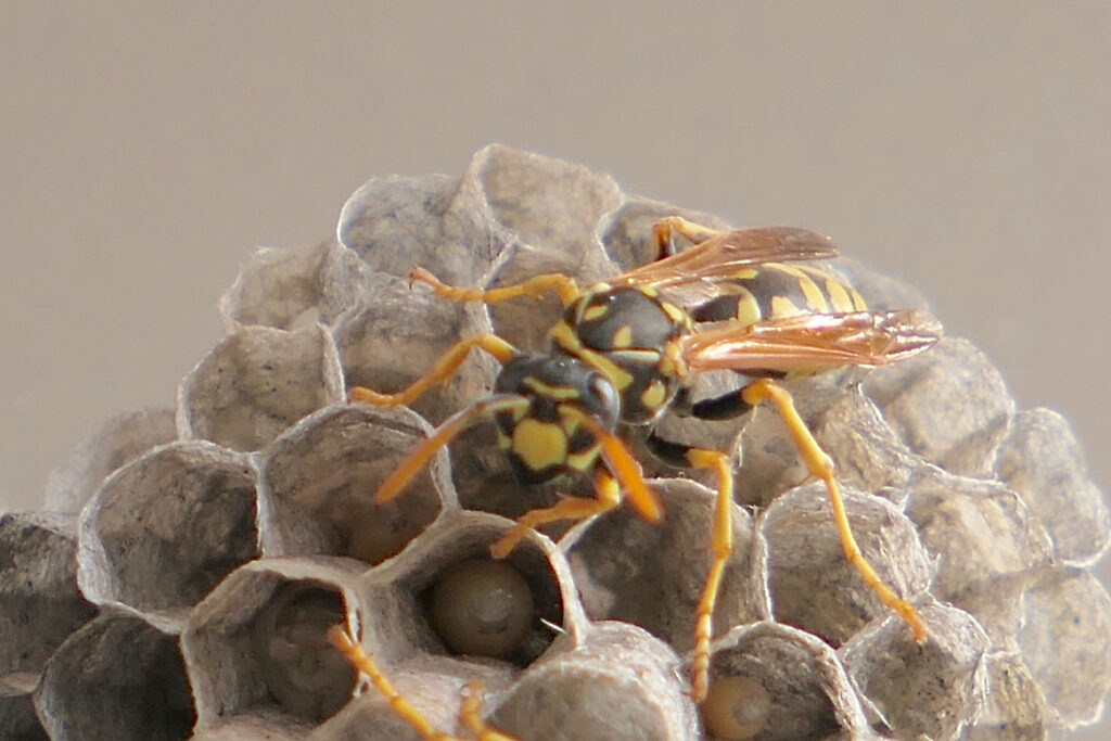 Paper wasp on an open-comb paper nest