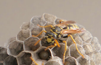 How to Get Rid of Wasps: Nests, Types, Stings & Prevention Paper wasp on an open-comb paper nest