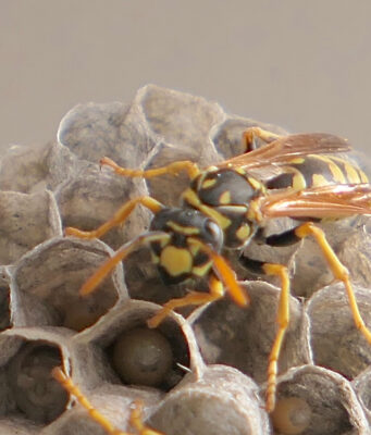 How to Get Rid of Wasps: Nests, Types, Stings & Prevention Paper wasp on an open-comb paper nest