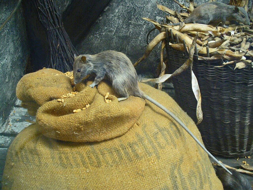 Roof rat with large ears and a long tail