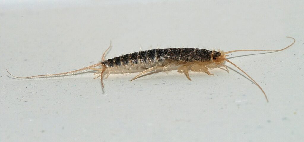 Silverfish with silvery scales and three tail filaments