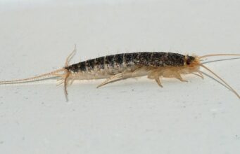 Silverfish: What They Are, What They Eat & How to Get Rid of Them Silverfish with silvery scales and three tail filaments