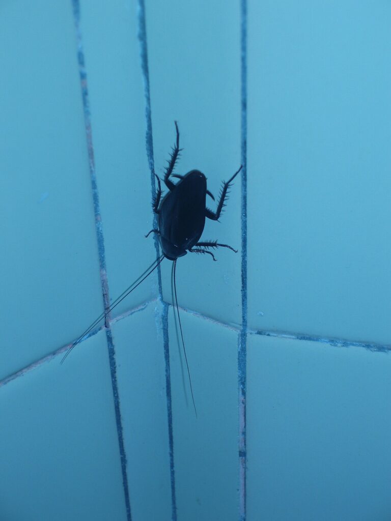 Smokybrown cockroach, uniform dark mahogany