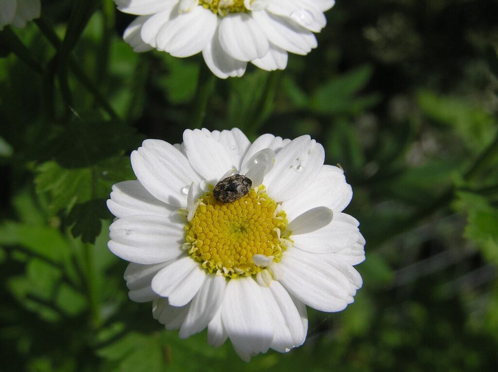 Adult varied carpet beetle with mottled scales