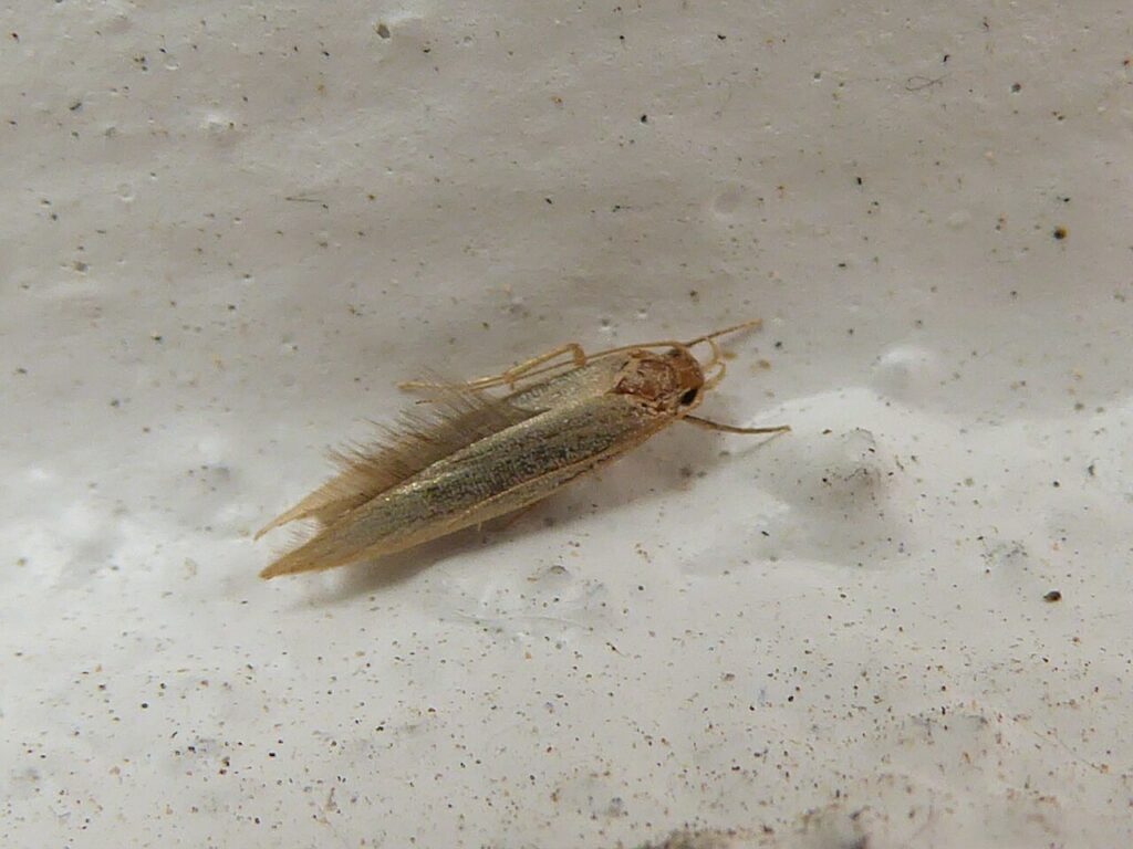 Webbing clothes moth, small and golden-buff