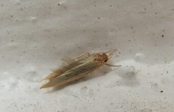 Clothes Moths: Larvae, Damage & How to Get Rid of Them Webbing clothes moth, small and golden-buff