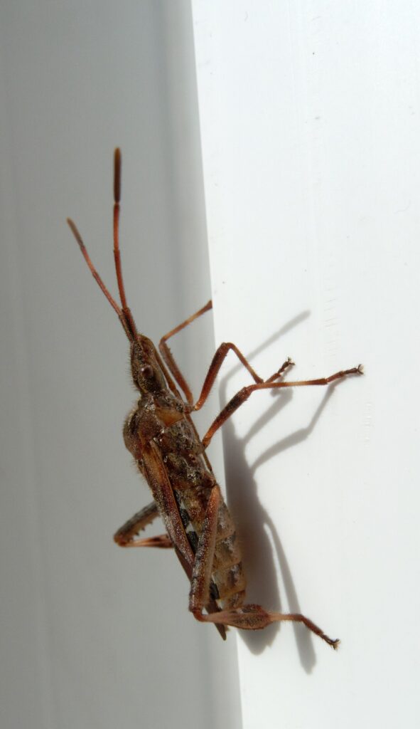 Western conifer seed bug with leaf-like hind legs