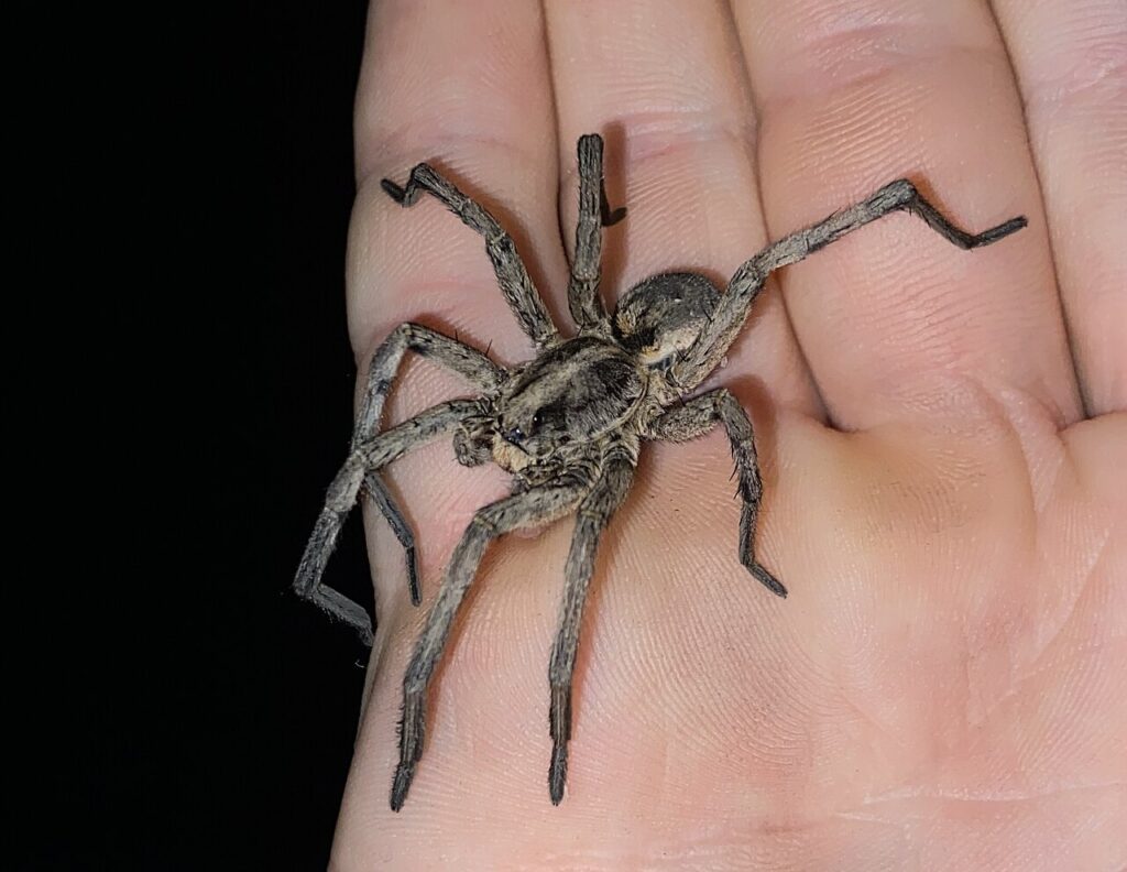 Carolina wolf spider, a large brown wolf spider with striped markings