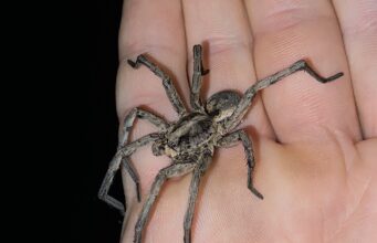 Wolf Spider: Pictures, Identification, Size & Facts Carolina wolf spider, a large brown wolf spider with striped markings