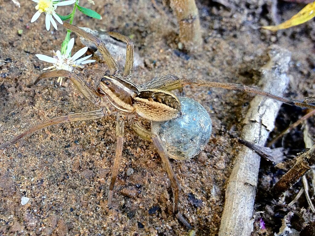 Wolf spider carrying a round egg sac attached to her spinnerets