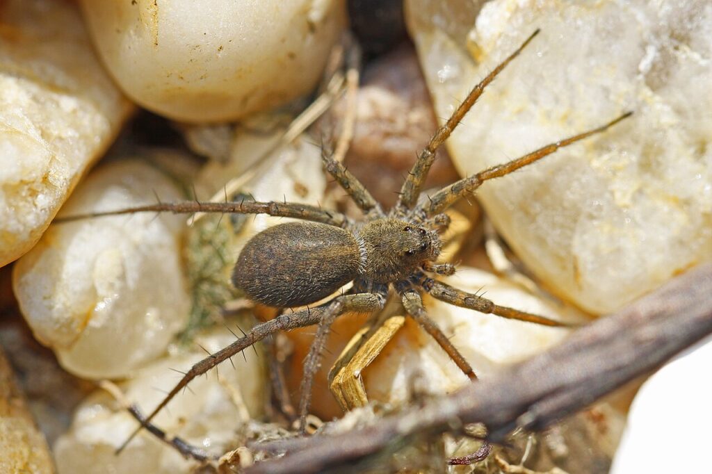 Wolf spider showing its large forward-facing eyes