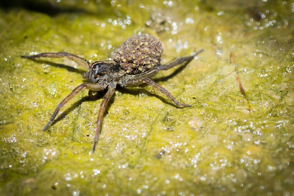 Female wolf spider carrying spiderlings on her back