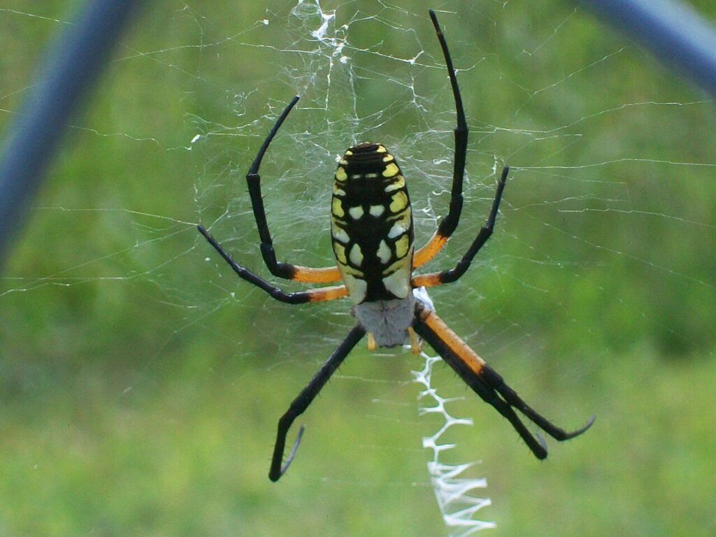 Yellow garden spider resting head-down in its web