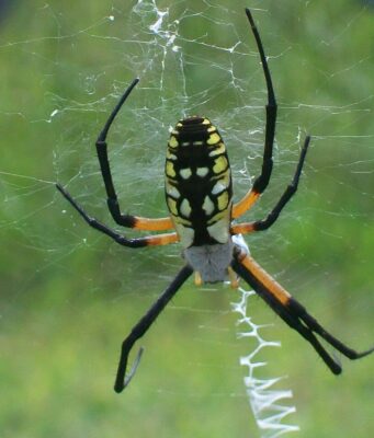 Yellow Garden Spider (Writing Spider): Pictures, Web & Facts Yellow garden spider resting head-down in its web