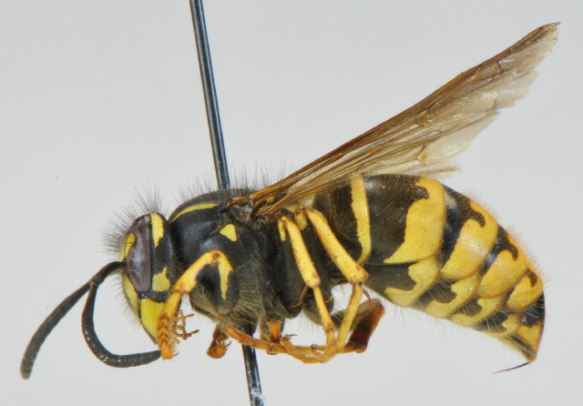 Yellowjacket wasp with black and yellow bands