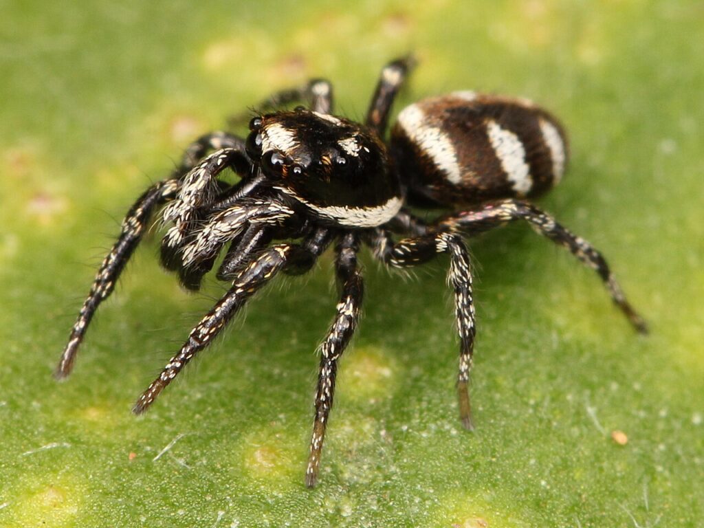 Zebra jumping spider with black and white stripes